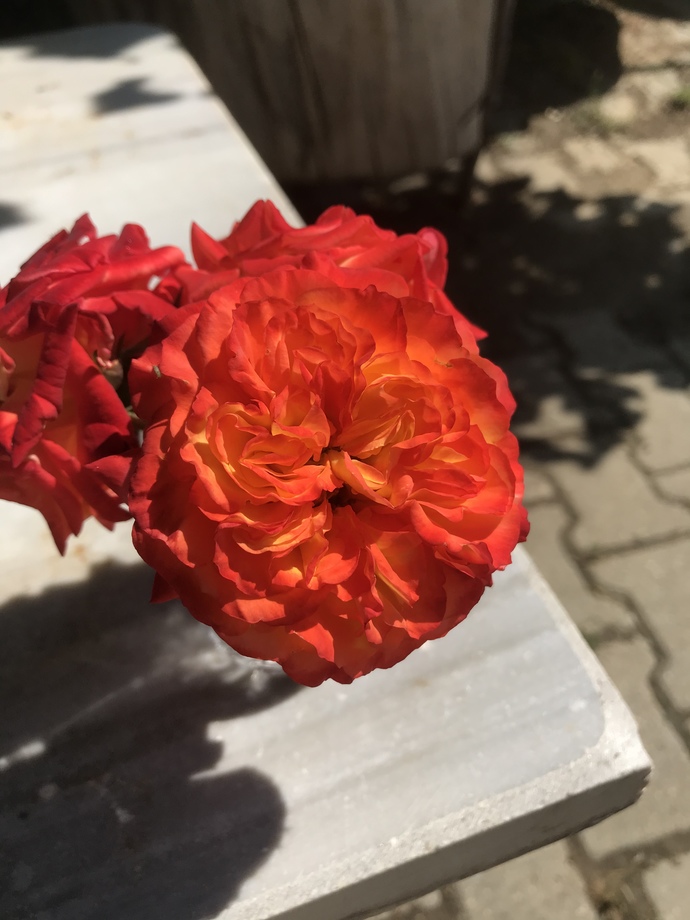 Galerinizdeki son fotoğrafı dövme yaptırsanız bu ne dövmesi olurdu?