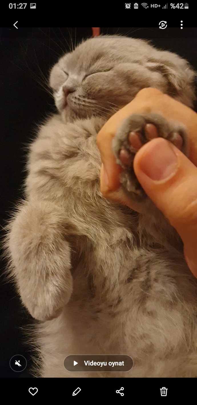 Kedileri mi yoksa köpekleri mi daha çok seversiniz?
