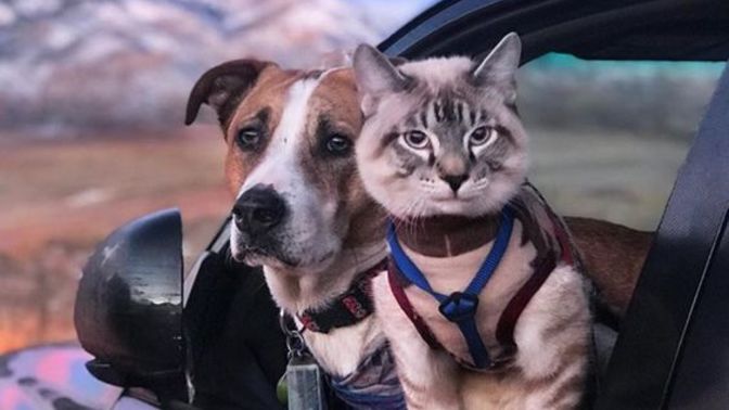 Kedileri mi yoksa köpekleri mi daha çok seversiniz?