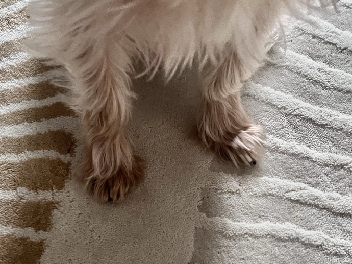 Her köpeğin mi ayakları böyle duruyor?