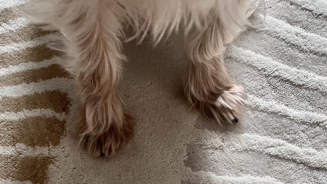 Her köpeğin mi ayakları böyle duruyor?