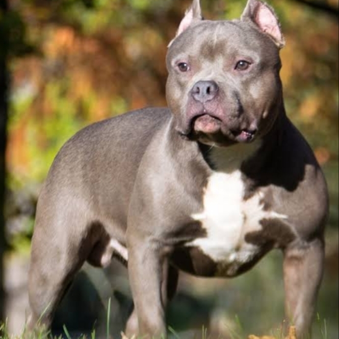 Pitbull, Amstaff ve American Bully ırkları yabancı ülkede dadı köpeklerken neden bizim ülkede katil köpek?