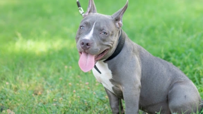 Pitbull, Amstaff ve American Bully ırkları yabancı ülkede dadı köpeklerken neden bizim ülkede katil köpek?