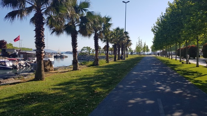 Palmiyeleri sever misiniz?