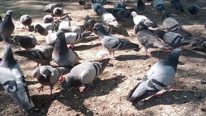 Hayvan dostlarımıza nasıl yardımcı oluyorsunuz?