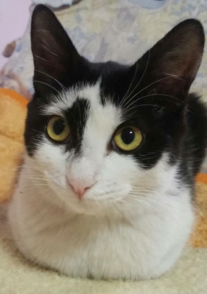 Kedim asla yerinde durmuyor napicam?