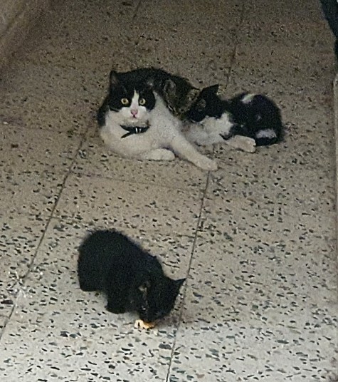 Bu çocuk niye bu kadar yakışıklı?
