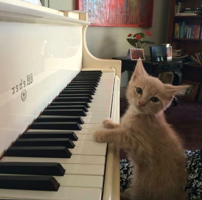 Hangi müzik aleti kulağına daha hoş geliyor?