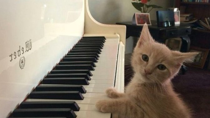 Hangi müzik aleti kulağına daha hoş geliyor?