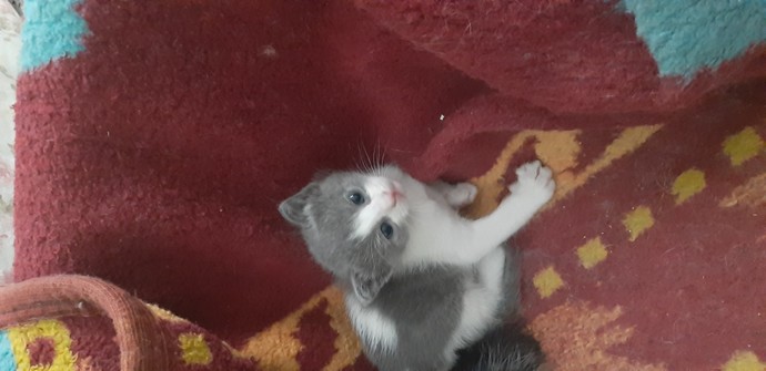 Toplaşın kediciklerime isim veriyoruz, isimleri ne olsun?