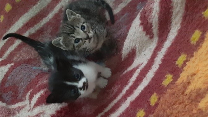 Toplaşın kediciklerime isim veriyoruz, isimleri ne olsun?