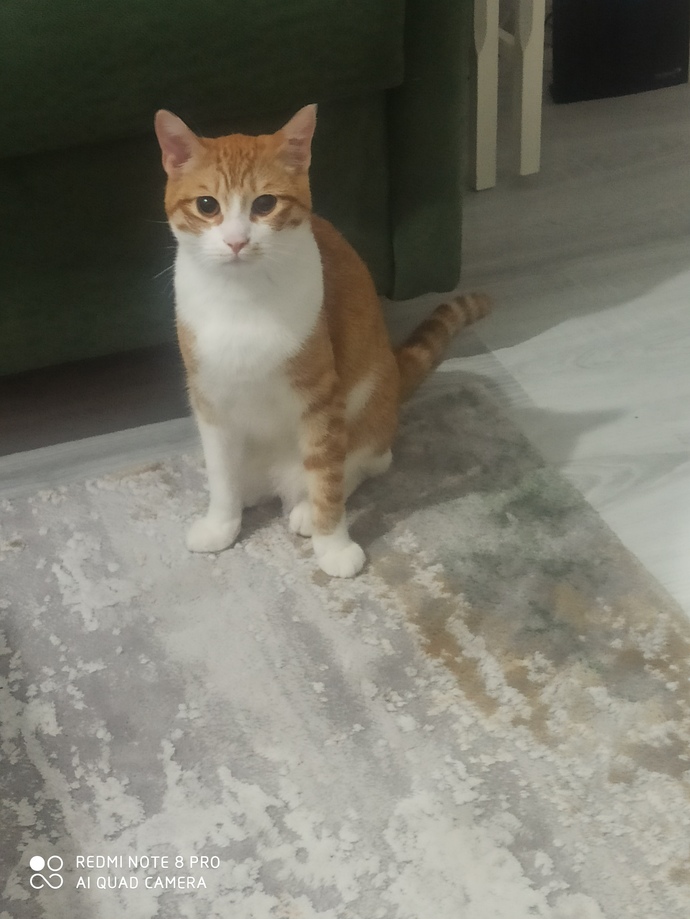 Evcil hayvanları sever misiniz? Evcil hayvanınız var mı?