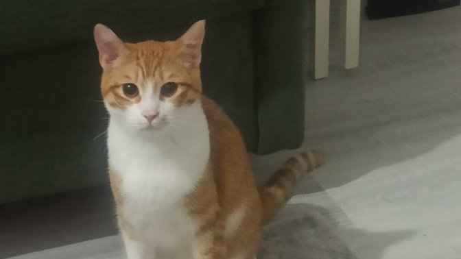 Evcil hayvanları sever misiniz? Evcil hayvanınız var mı?