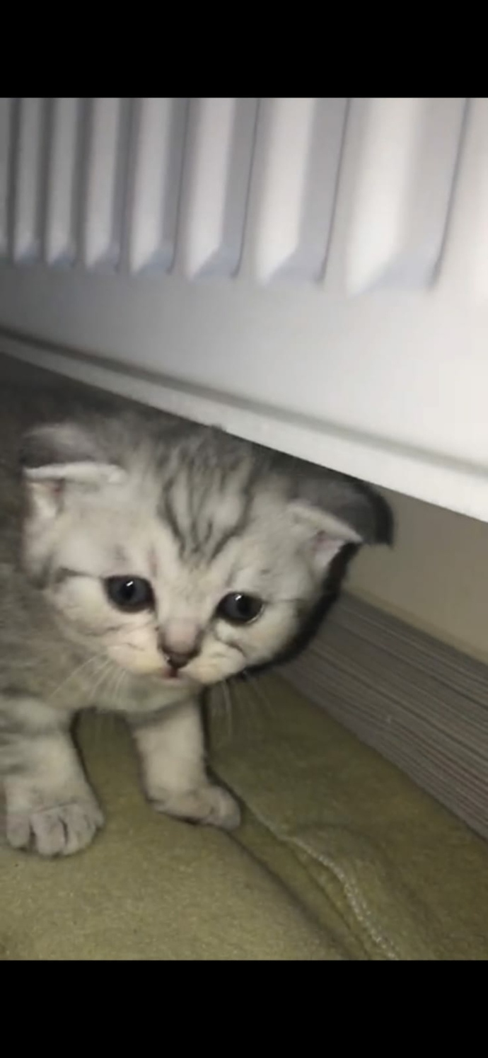 Bir kediniz bile yok mu?