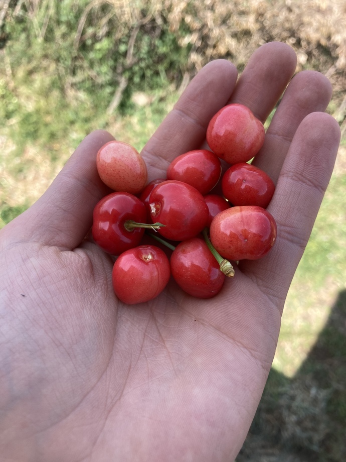 Kiraz mevsimini açtınız mı🍒?