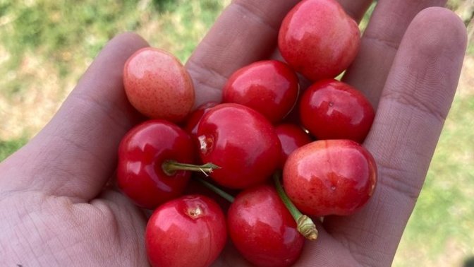 Kiraz mevsimini açtınız mı🍒?