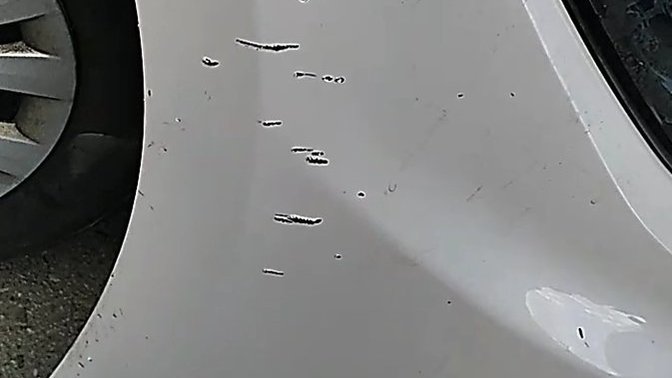 Köpek ısırığı olabilir mi?