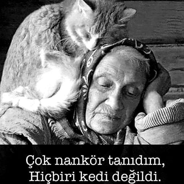 Kediler mi nankör yoksa insanlar mı? Hiç nankörlük yaptın mı?
