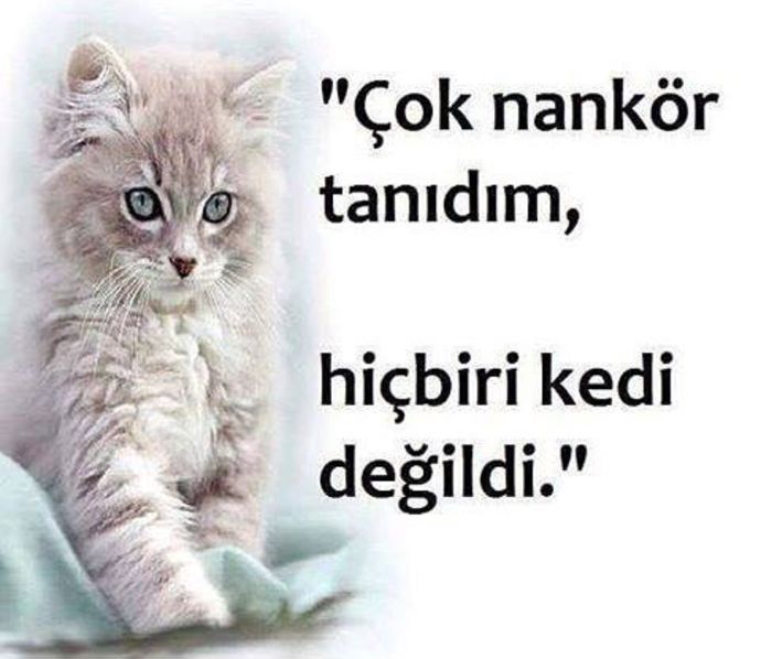 Kediler mi nankör yoksa insanlar mı? Hiç nankörlük yaptın mı?