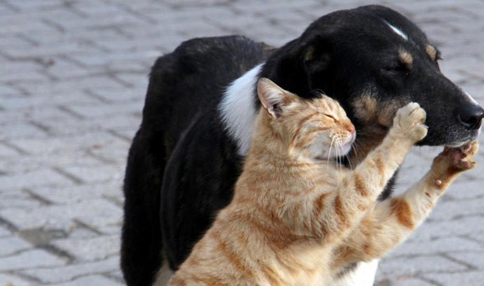 Köpekleri mi daha çok seversiniz yoksa kedileri mi?