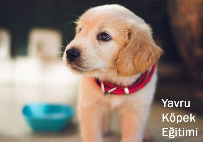 Köpekleri mi? Daha Çok Seversiniz Kedileri mi? Hangisi Neden?