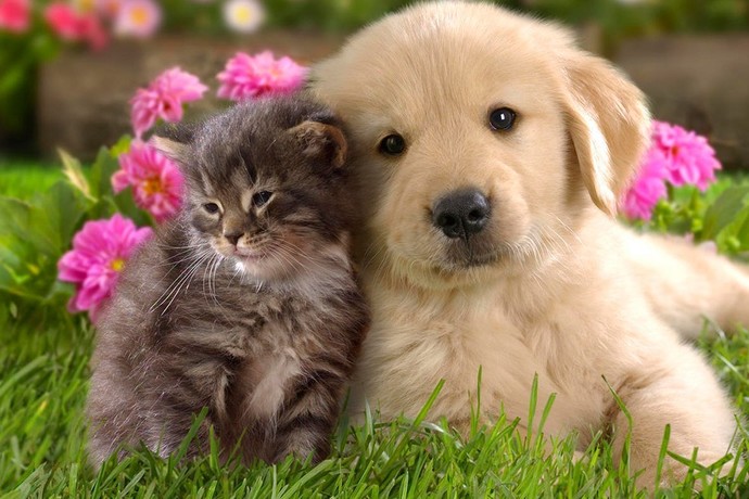 Köpekleri mi daha çok seversiniz yoksa kedileri mi?