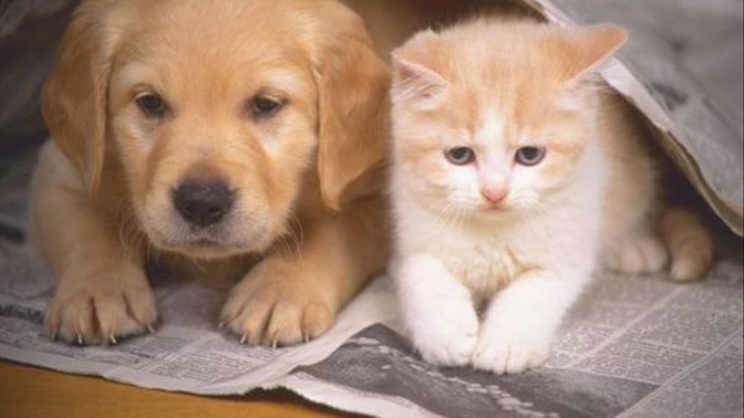 Köpekleri mi daha çok seversiniz yoksa kedileri mi? 