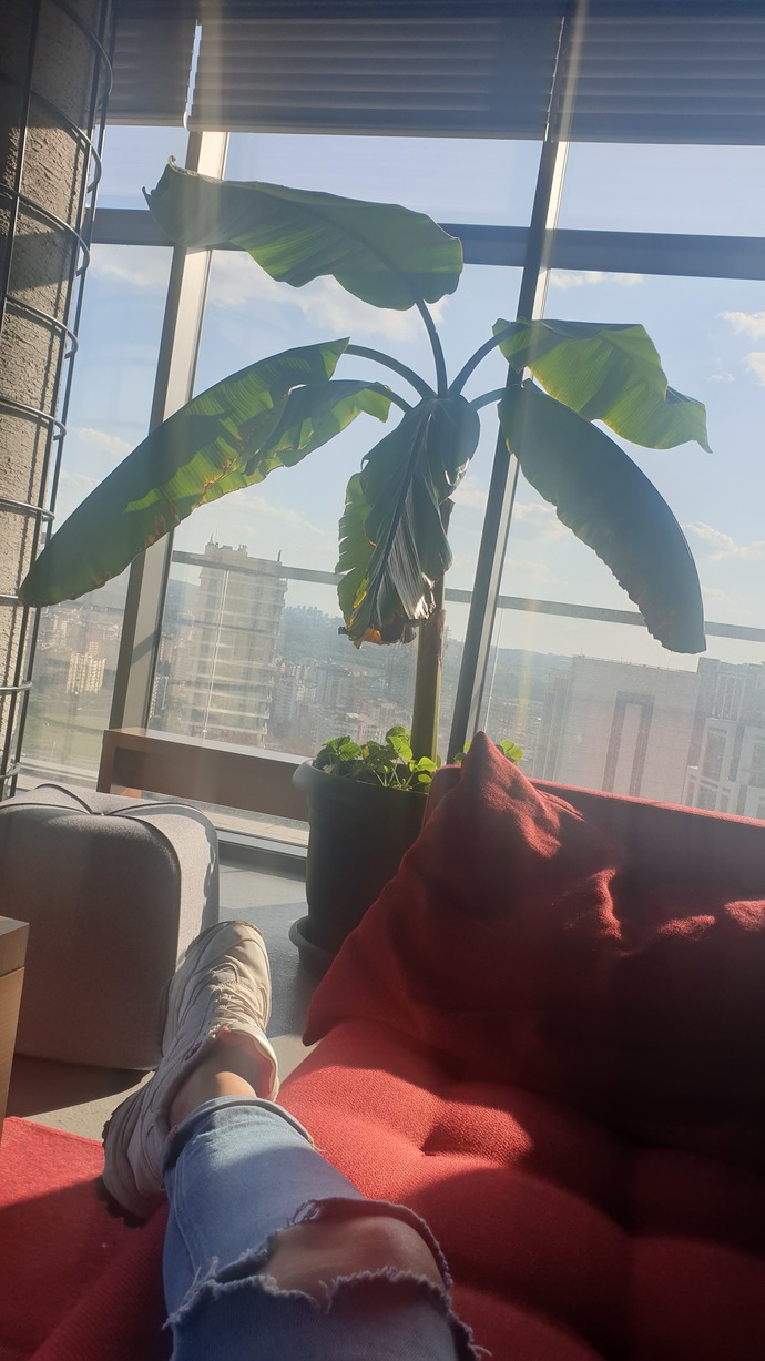 Muz agacının altında sevismek uygunsa gel hsj
