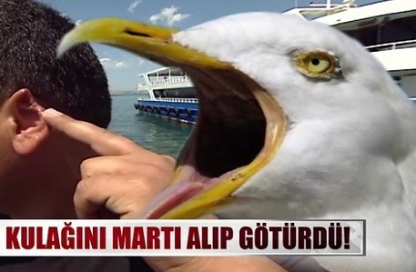 Kulağını martıya kaptırdı! En son ne zaman martı gördünüz?