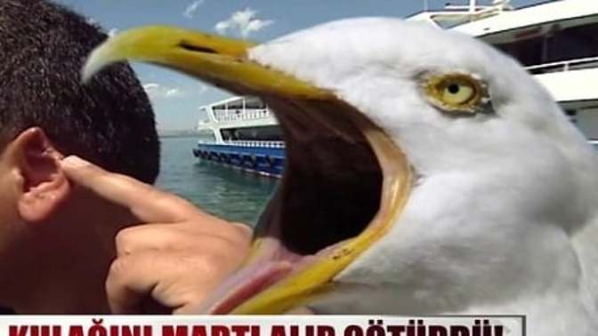 Kulağını martıya kaptırdı! En son ne zaman martı gördünüz?