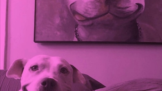 Bir kediniz mi olsun, bir köpeğiniz mi?
