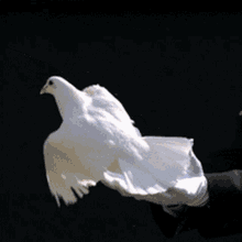 Sizin hangi hayvanı sahiplenmenizi sağlardim söyleyim mi?