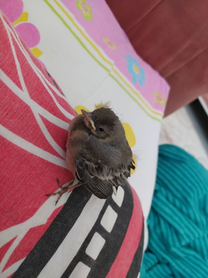 Sokakta yavru kuş buldum?