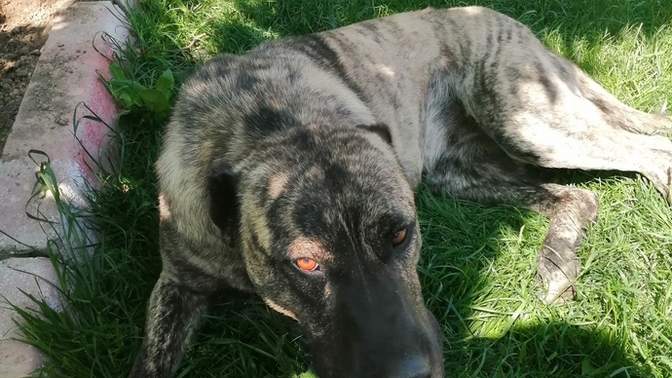 Yine bahçeye köpek atmışlar bunun cinsi nedir?