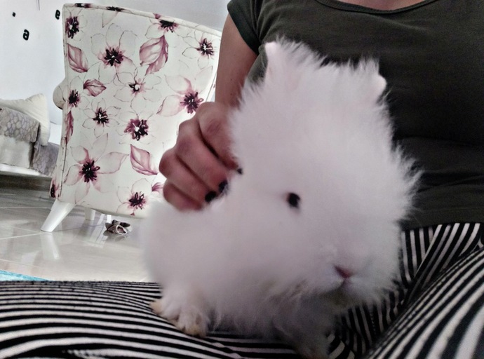 Evinde tavşan besleyen var mı 🐇🐰🥕?