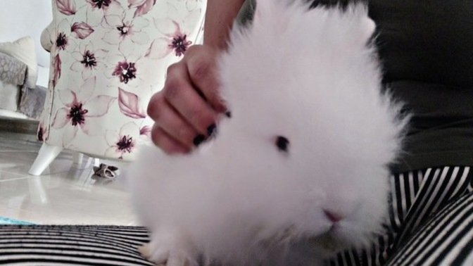 Evinde tavşan besleyen var mı 🐇🐰🥕?