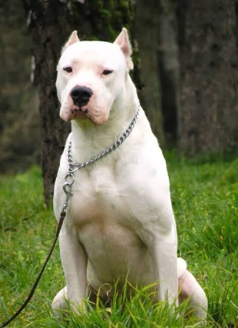 Dogo Argentino yasak mı?