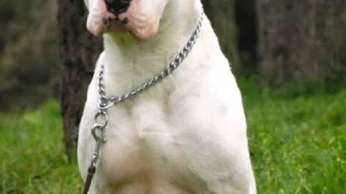 Dogo Argentino yasak mı?