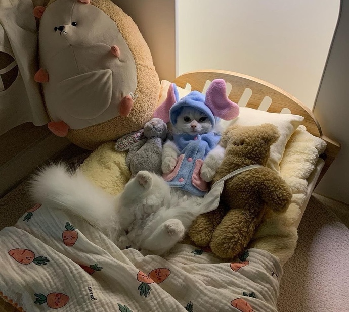 🐈🧸