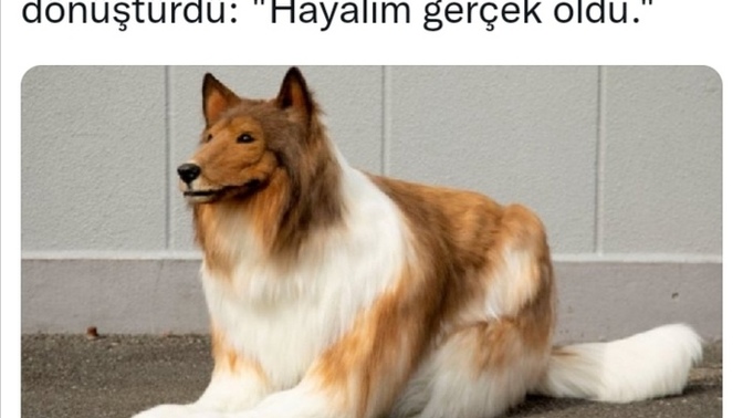 Japonya'da milyarder bir iş adamı sevdiği evcil hayvanına benzemek için 1 günlük kazancını harçamış. Sen olsan harcar mısın?