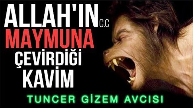 Allah (cc)'ın Maymuna Dönüştürdüğü Kavim, Evrimcilerin Ortak Atası Olabilir mi 😀?