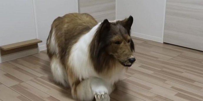 Japon bir adam köpeğe dönüşmek için 2 milyon yen harcadı! Sen en çok neye para harcıyorsun?