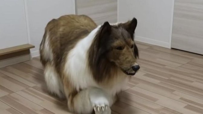 Japon bir adam köpeğe dönüşmek için 2 milyon yen harcadı! Sen en çok neye para harcıyorsun?