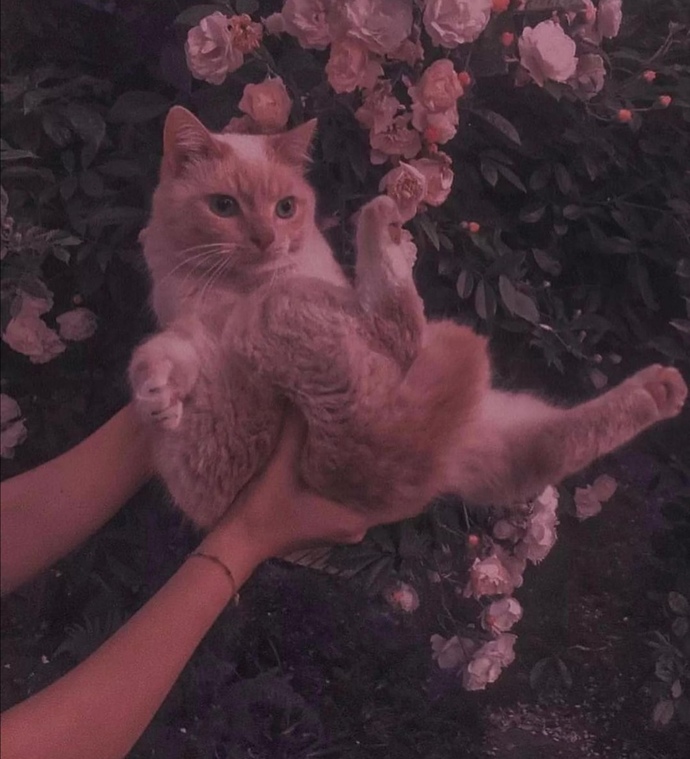 I meow you.. 🦁