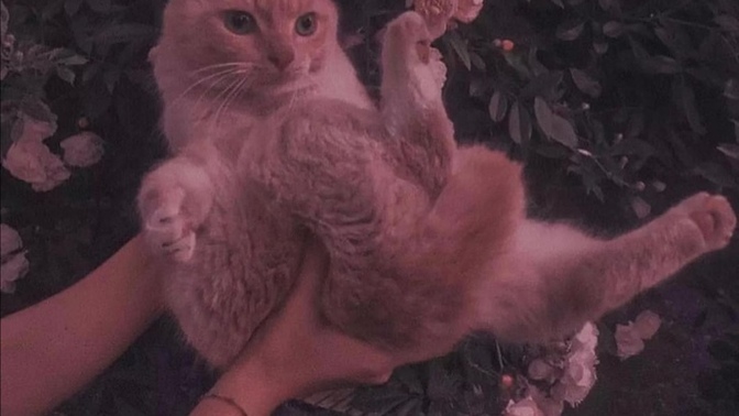 Kedilerden korkar mısın?