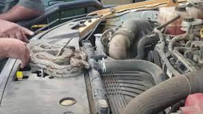 Esenyurt'ta araba motorundan yılan çıktı! Sürücünün yerinde siz olsaydınız ne yapardınız?