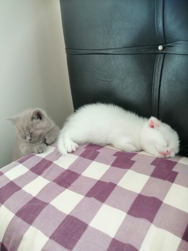 Yeni arkadaşlarım nasıl?