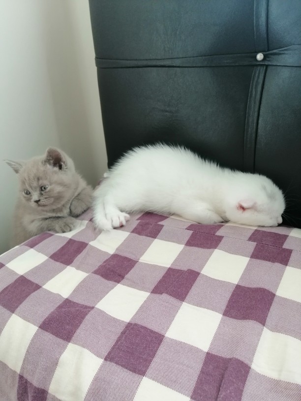 Yeni arkadaşlarım nasıl?