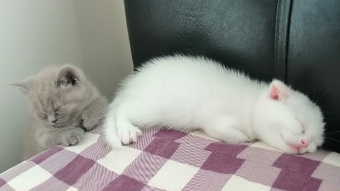 Yeni arkadaşlarım nasıl?