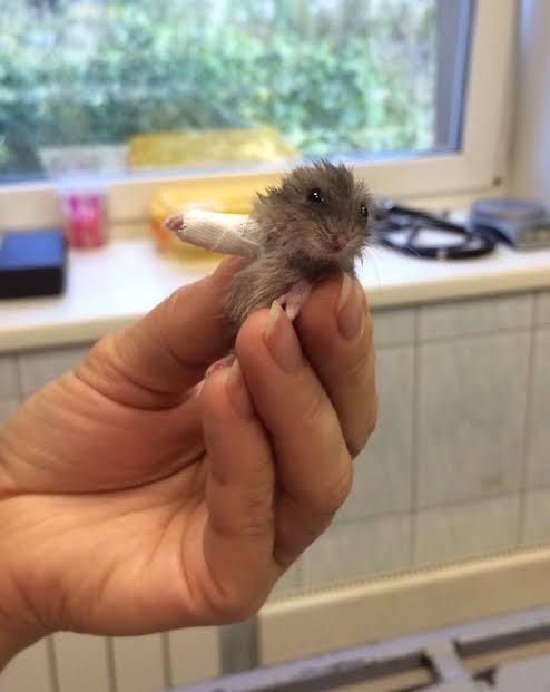Daha önce hiç kolu kırılmış hamster gördünüz mü?